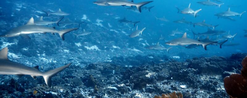 鲨鱼卵生还是胎生