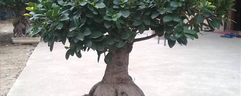 人参榕什么时候剪枝