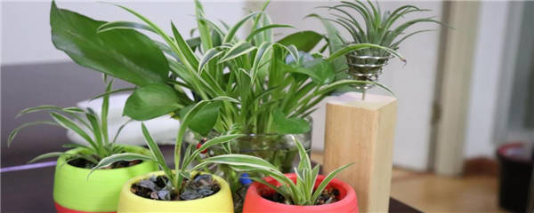 吸甲醛的植物有哪些