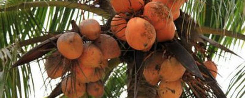 红椰子种多久可以挂果