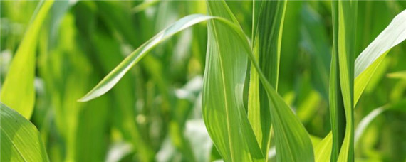 糯玉米除草剂用什么药