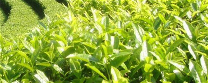 湖州产什么茶