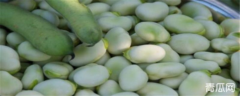 蚕豆是种子还是果实