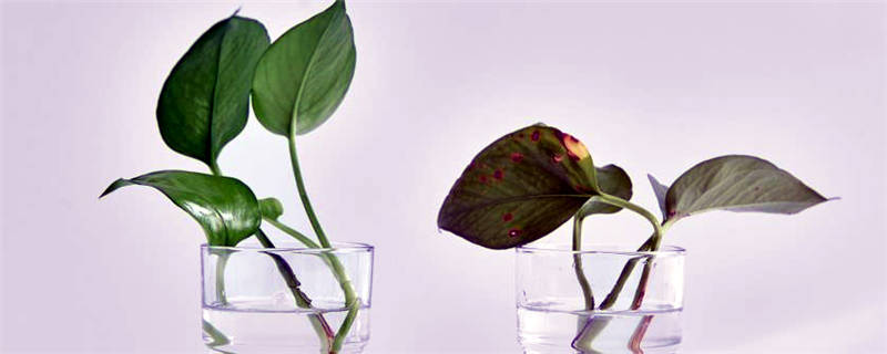 水养绿萝怎么养殖方法