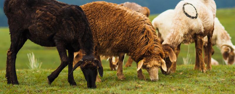 羊能不能天天吃杨树叶子