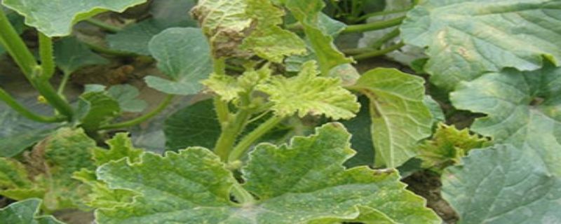 花叶病用什么农药