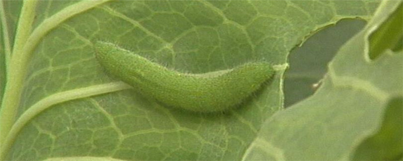 用什么防治菜青虫