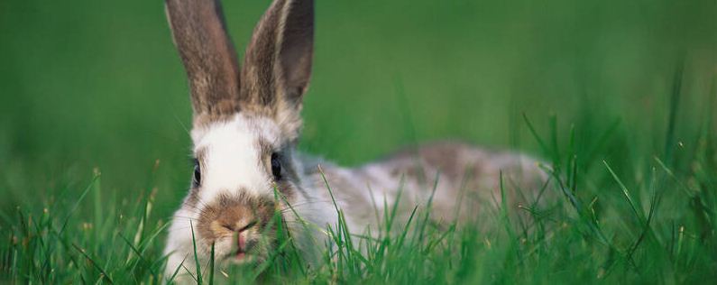 野外兔子怎么过冬