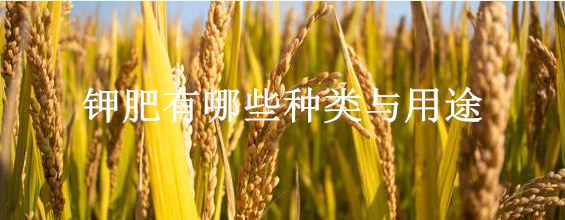 钾肥有哪些种类与用途