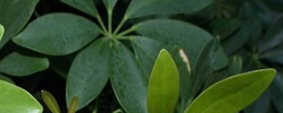 发财树浇水过多怎么补救