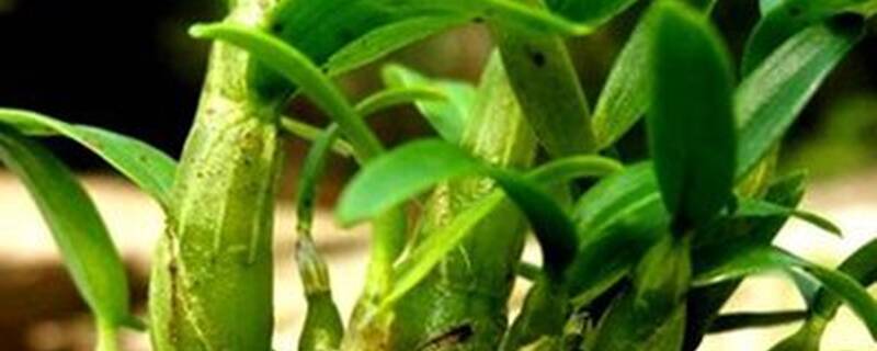 石斛要什么时候修剪枝条