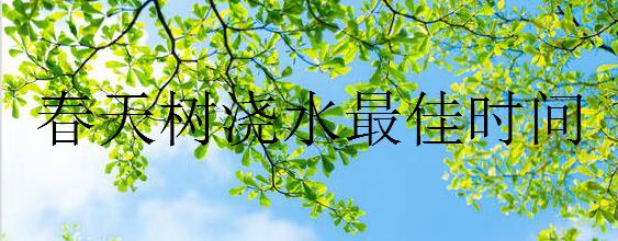 春天树浇水最佳时间