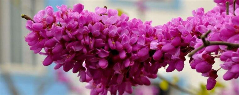 紫荆树是什么