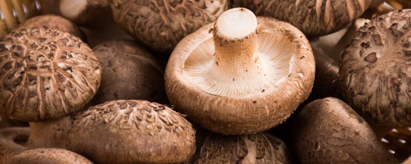 香菇哪个品种产量 高