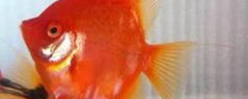 神仙鱼吃什么饲料