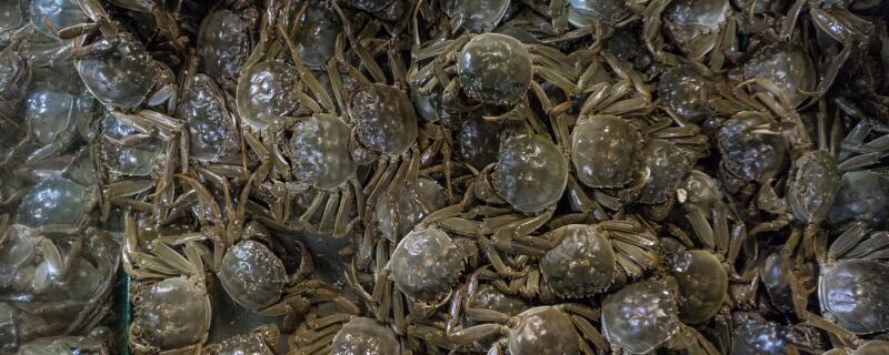 2月份河蟹还肥吗