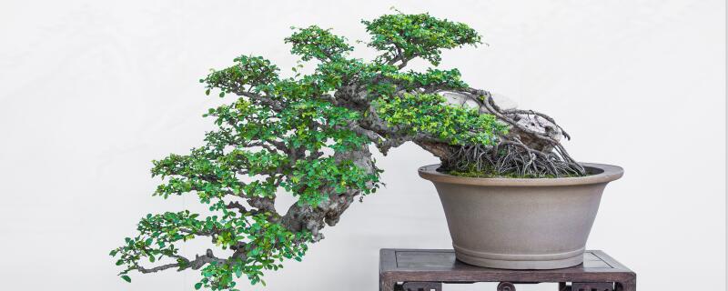 盆景树怎么施肥