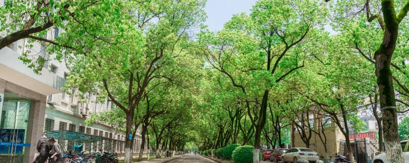 国槐树怎么施肥