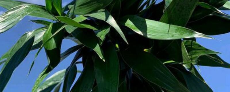 富贵竹多久浇一次水