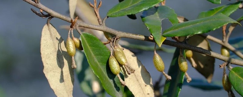 胡颓子种植注意事项