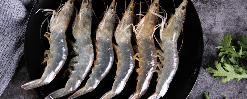 青虾和什么可以混养