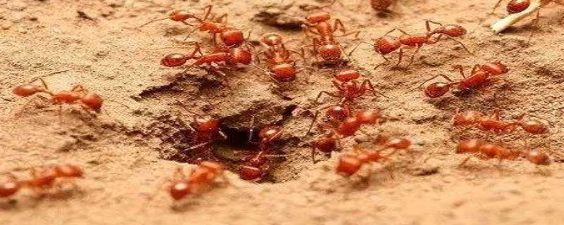 红火蚁怕什么气味
