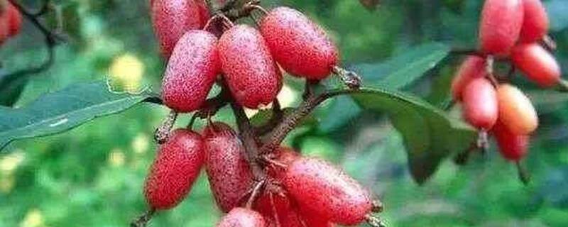 佛灯果几年可以挂果