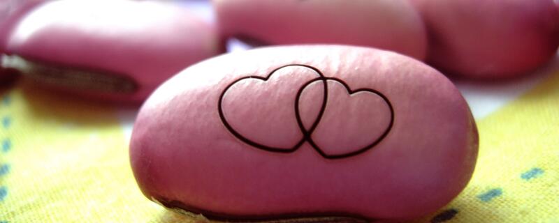 魔豆的种植方法