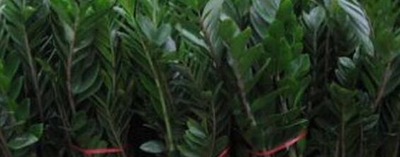 金钱树浇水过多怎么办