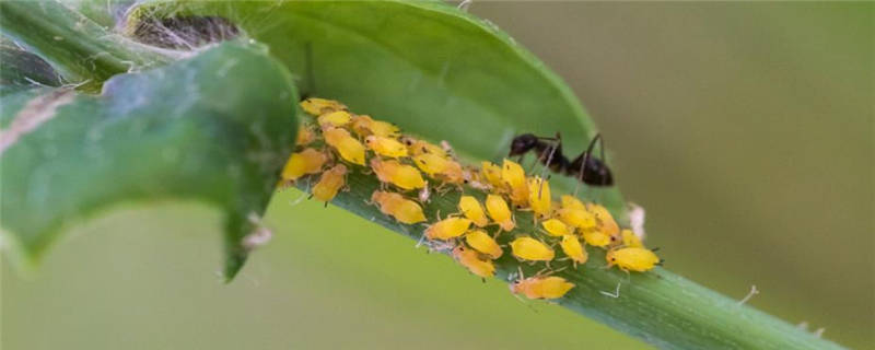 蔬菜蚜虫用什么药最有效