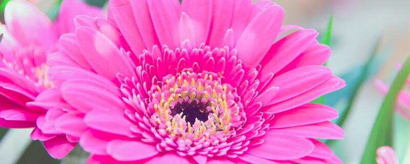 非洲菊怎么施肥