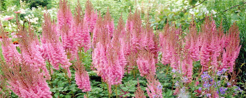 落新妇种植注意事项