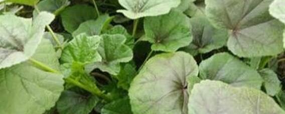 冬寒菜种子催芽方法