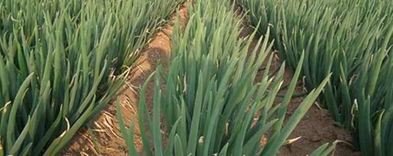 大葱种植的注意事项