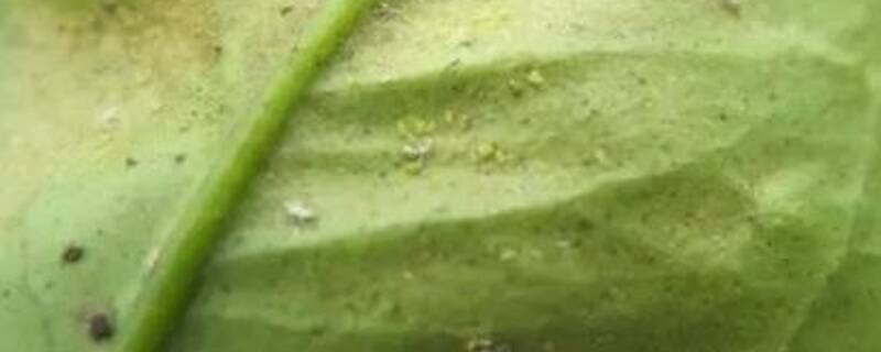 白蜘蛛最怕什么气味