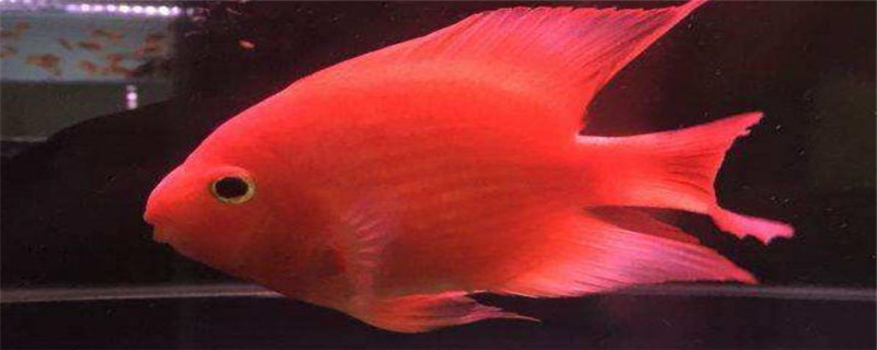 血鹦鹉和什么鱼混养