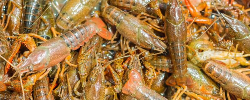玉米投喂小龙虾的方法