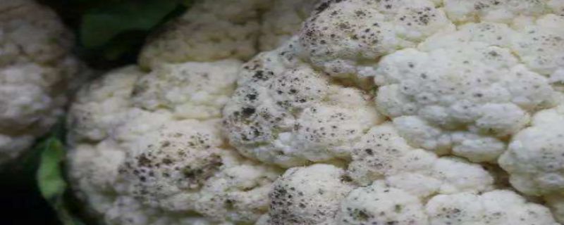 花菜黑点是什么原因