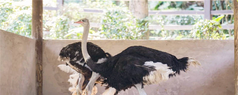 鸵鸟养殖周期