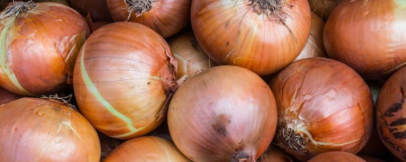 种植洋葱的注意事项