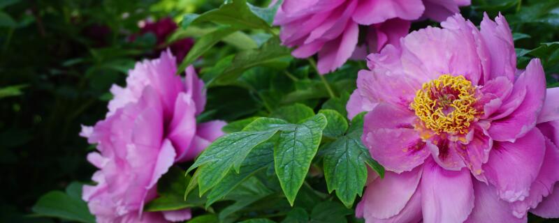 牡丹种子怎么种