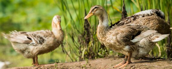 麻鸭能长到多少斤