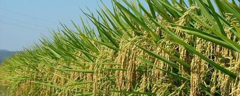 台湾的主要粮食作物是