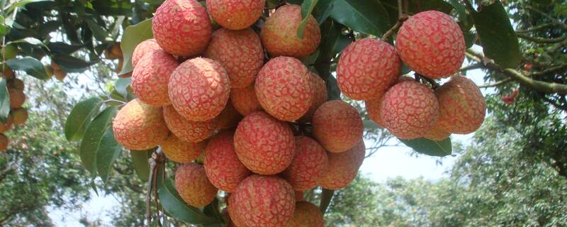 荔枝种几年可以挂果