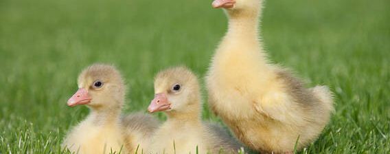 鹅苗拉白稀屎怎么治