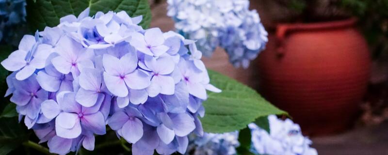 种植绣球花的注意事项