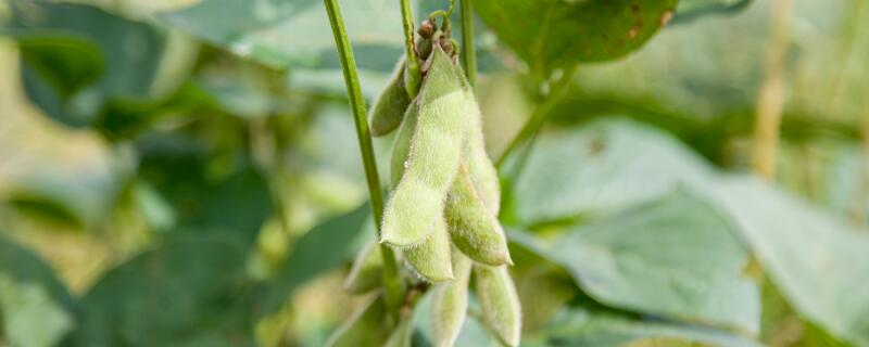 早熟毛豆种植注意事项
