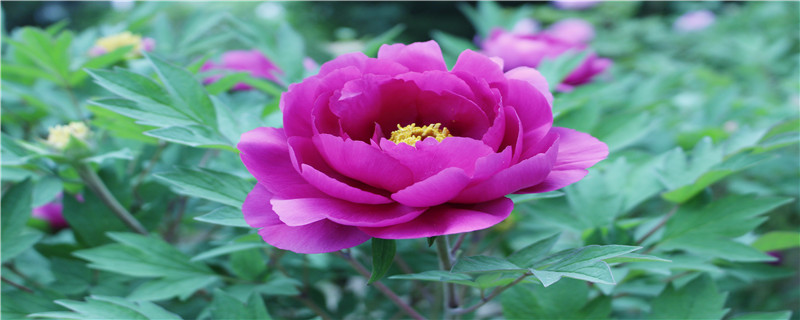 牡丹花什么时候移栽