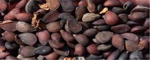 梨树种子快速催芽方法