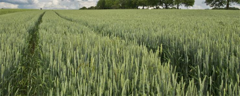 小麦受粉期间与雨天有关系吗?